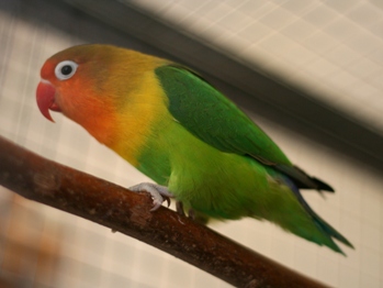 cennetpapagani