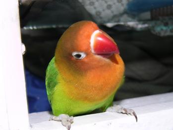 cennetpapagani
