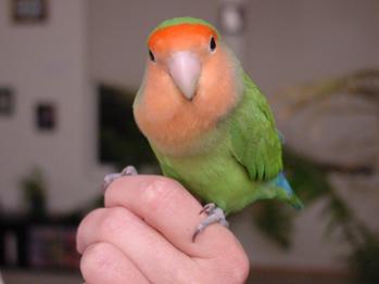 cennetpapagani
